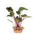 Silk Plant Leaf D Ark Green