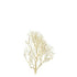 Coral Wood Small 15-20cm