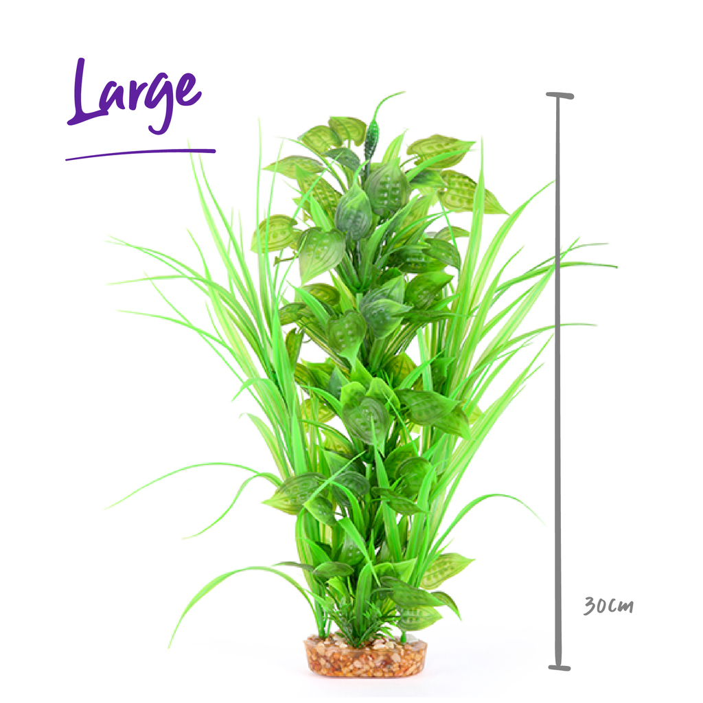 Combination Plant Thin Leaf With Spot