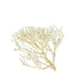 Coral Wood Medium 22-30cm