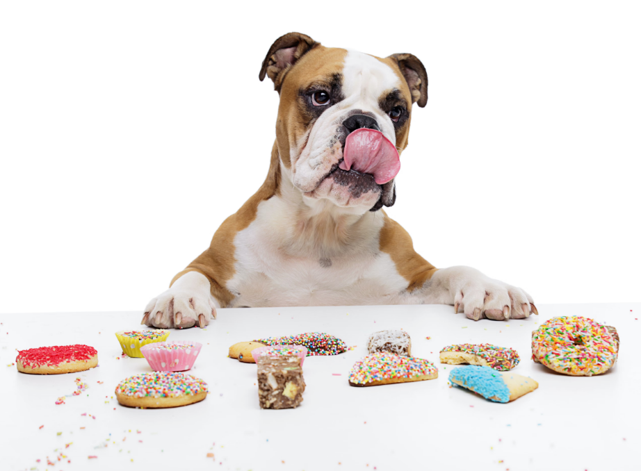 Pooch Treats Cake Pops