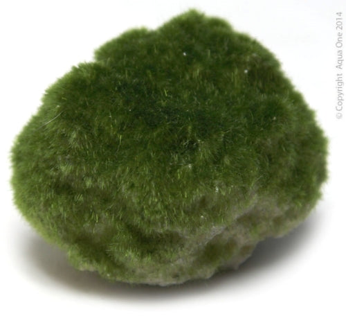 Lava Stone Floating Large