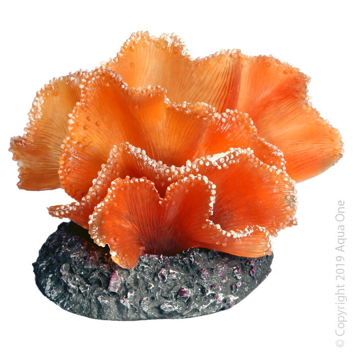 Copi Coral Soft Kelp Brown 10.5x8x7.5cmh