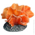 Copi Coral Soft Kelp Brown 10.5x8x7.5cmh