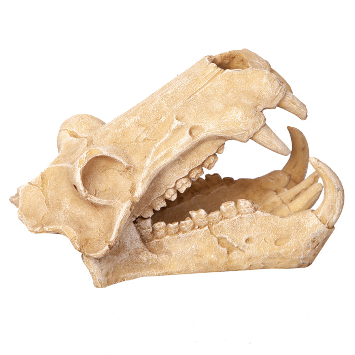 Ornament Hippo Skull 11wx18.5dx13cmh