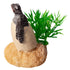 Ornament Hatching Baby Turtle 4wx4.5dx5.5cmh