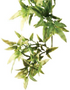 Exo Terra Plant Croton