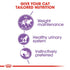 Royal Canin Cat Sterilised Adult Jelly