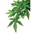 Exo Terra Plant Abutilon