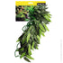 Reptile One Tradescantia Cascading Plant Green