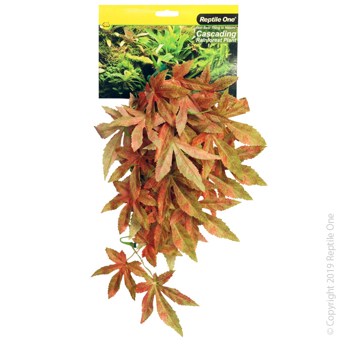 Reptile One Hanging Sativia Red