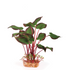 Silk Plant Leaf D Ark Green