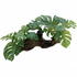 Reptile Plant On Driftwood Medium