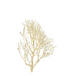 Coral Wood