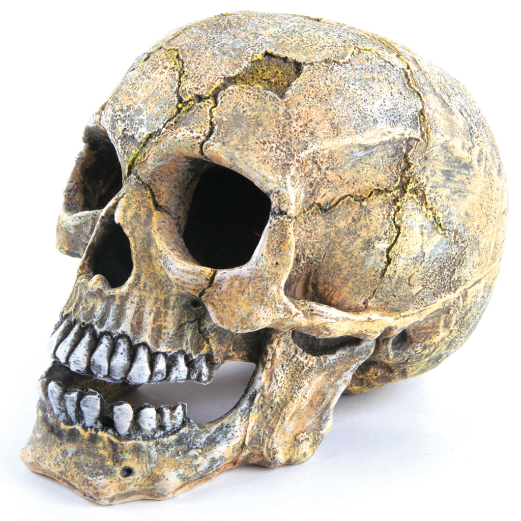 Skull Large