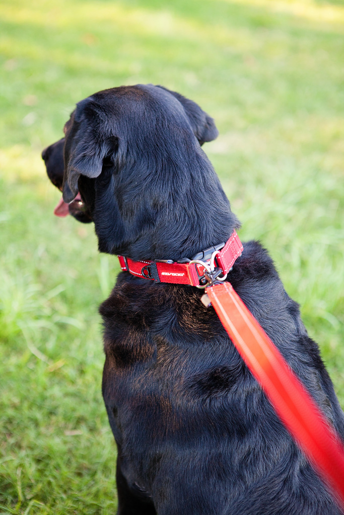 Ezydog Collar Doubleup