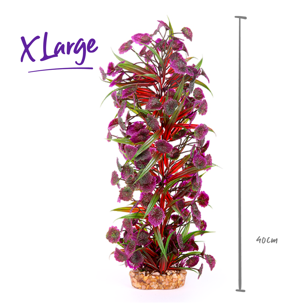 Combination Plant Thin Leaf With Maroon Flower