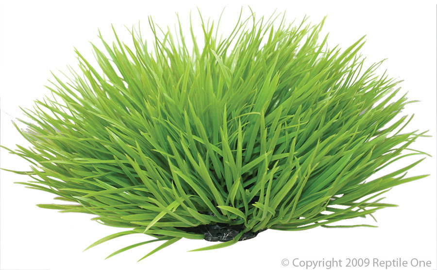 Reptile Plant Spinifex 30cm Green