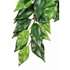 Exo Terra Plant Ficus Medium