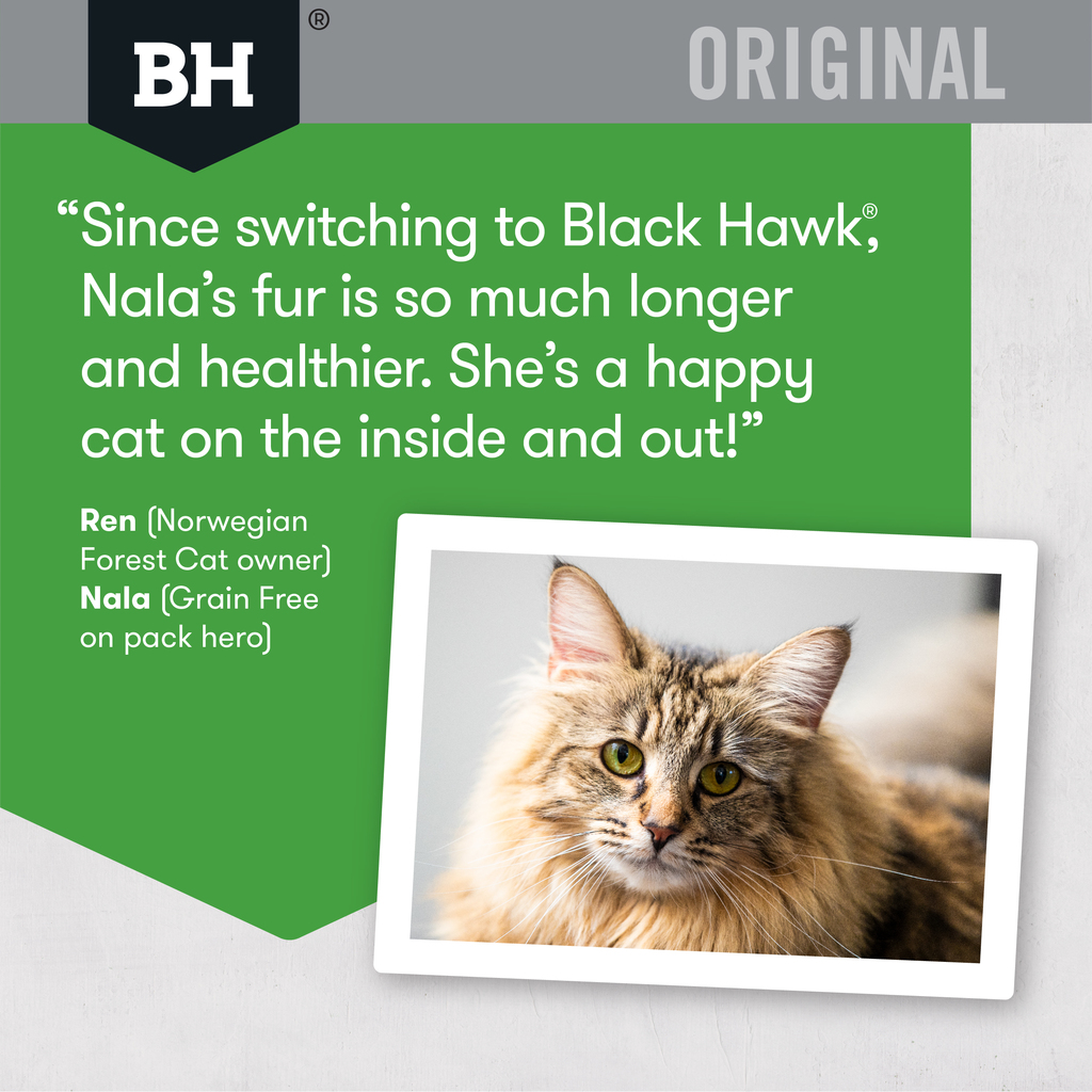 Black Hawk Cat Chicken