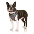 Doog Neoflex Harness Pongo