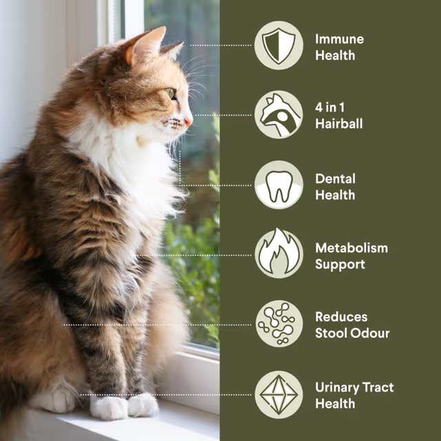 Advance Cat Indoor Chicken