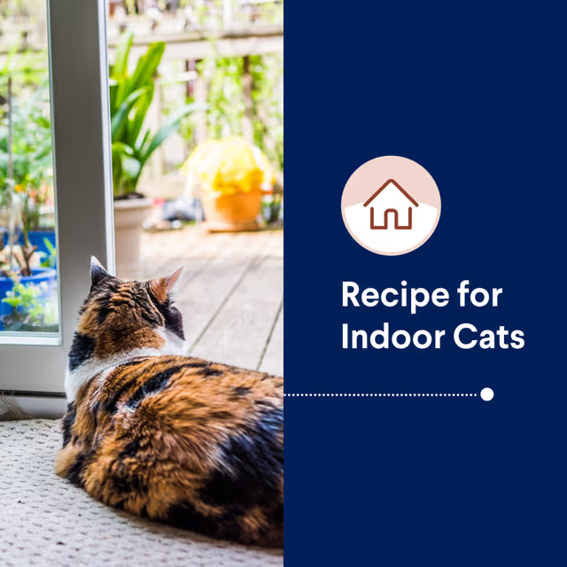 Advance Cat Indoor Chicken