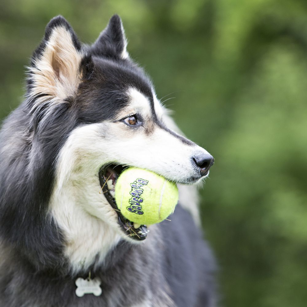Kong Toy Squeaker Balls Medium 3pk