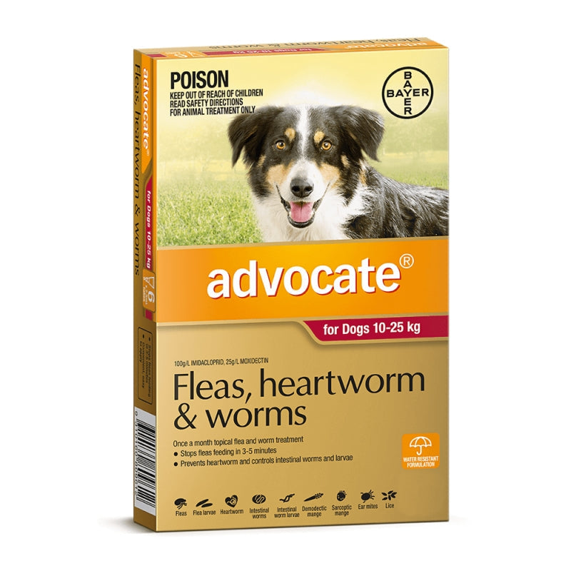 Advocate Dog