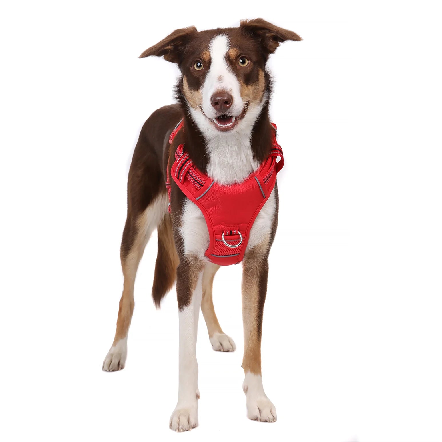 DOOG Neotech Harness Red