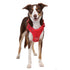 Doog Harness Neotech Red