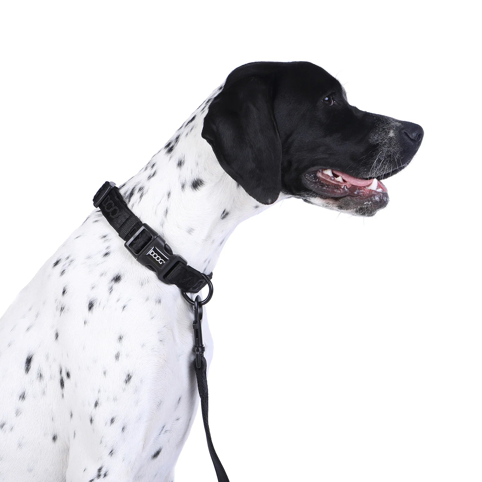 Doog Collar Black Neon