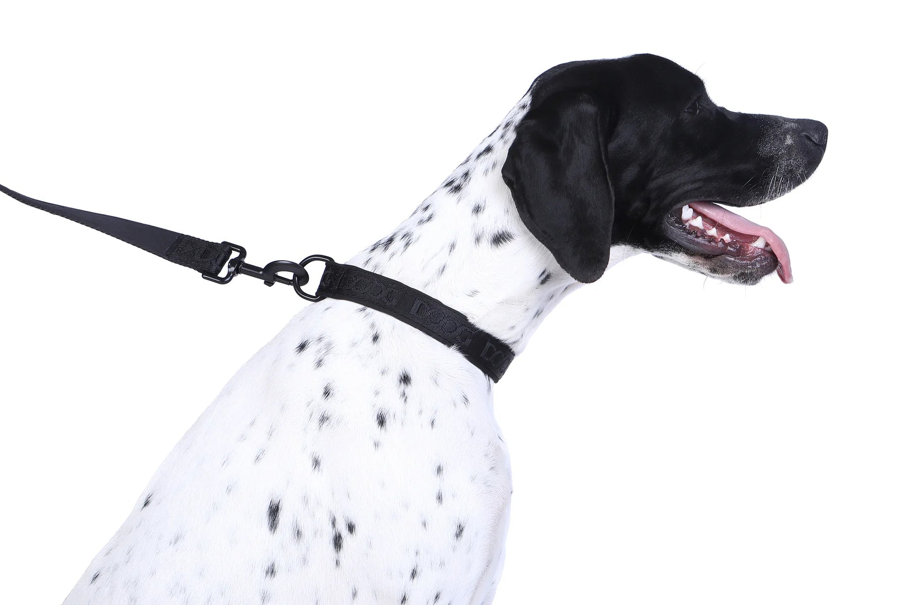 Doog Collar Black Neon