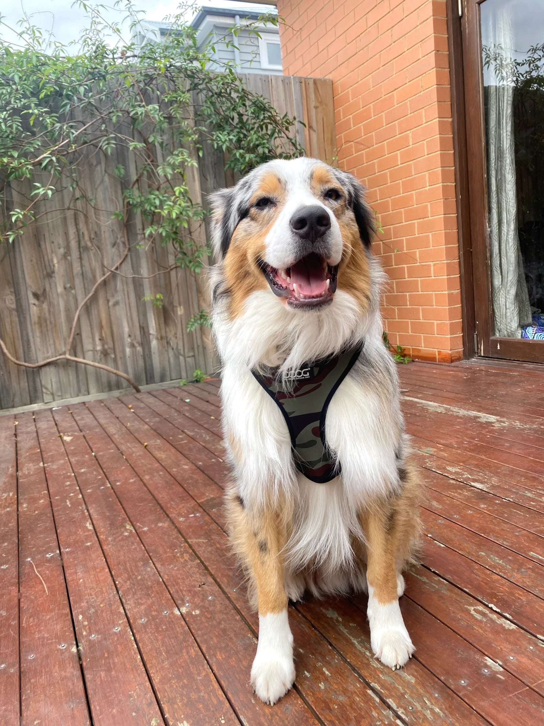 Doog Harness Neoflex Bruiser