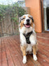 Doog Harness Neoflex Bruiser