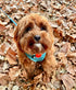 Doog Harness Neoflex Snoopy Extra Small