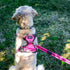 Doog Harness Neotech Lady Small