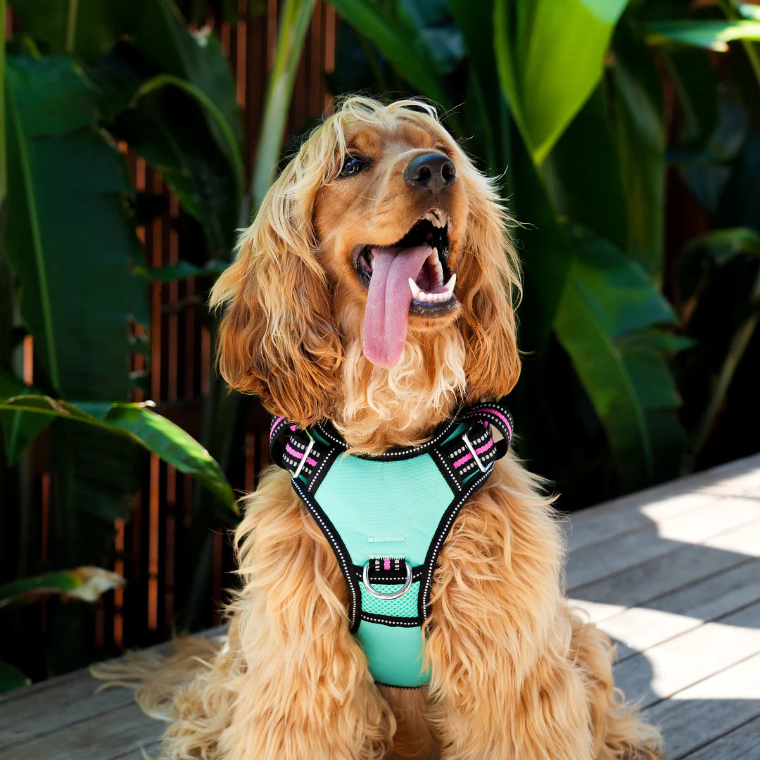 Doog Harness Neotech Rin Tin Tin Large