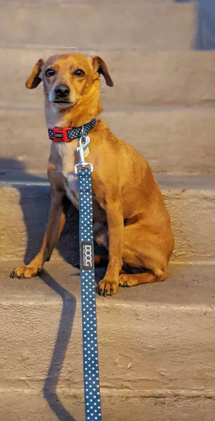 Doog Lead Stella
