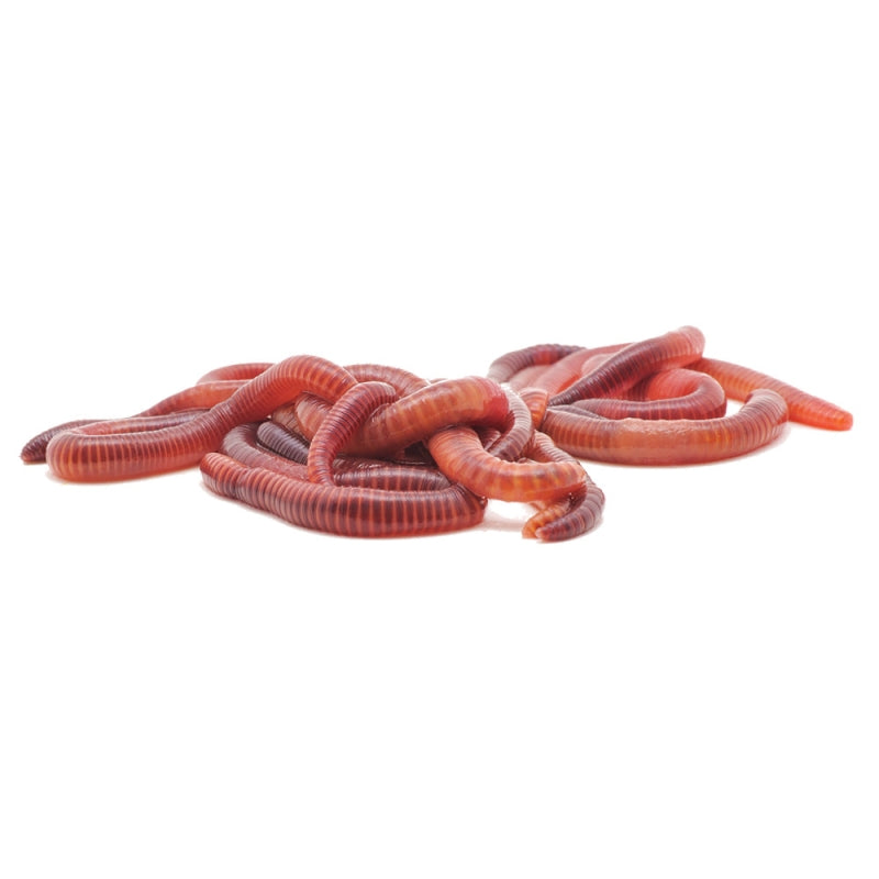 Earthworms 40ml