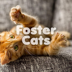PETQuarters Foster Cats artwork