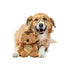 Guru Soft Scents Hedgehog - Peanut Medium