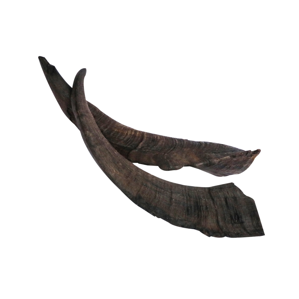 Goat Horn Large