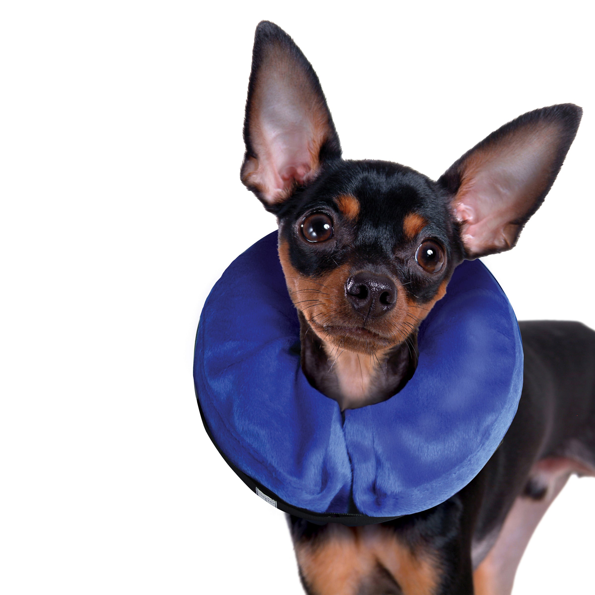 KONG Cloud Collar