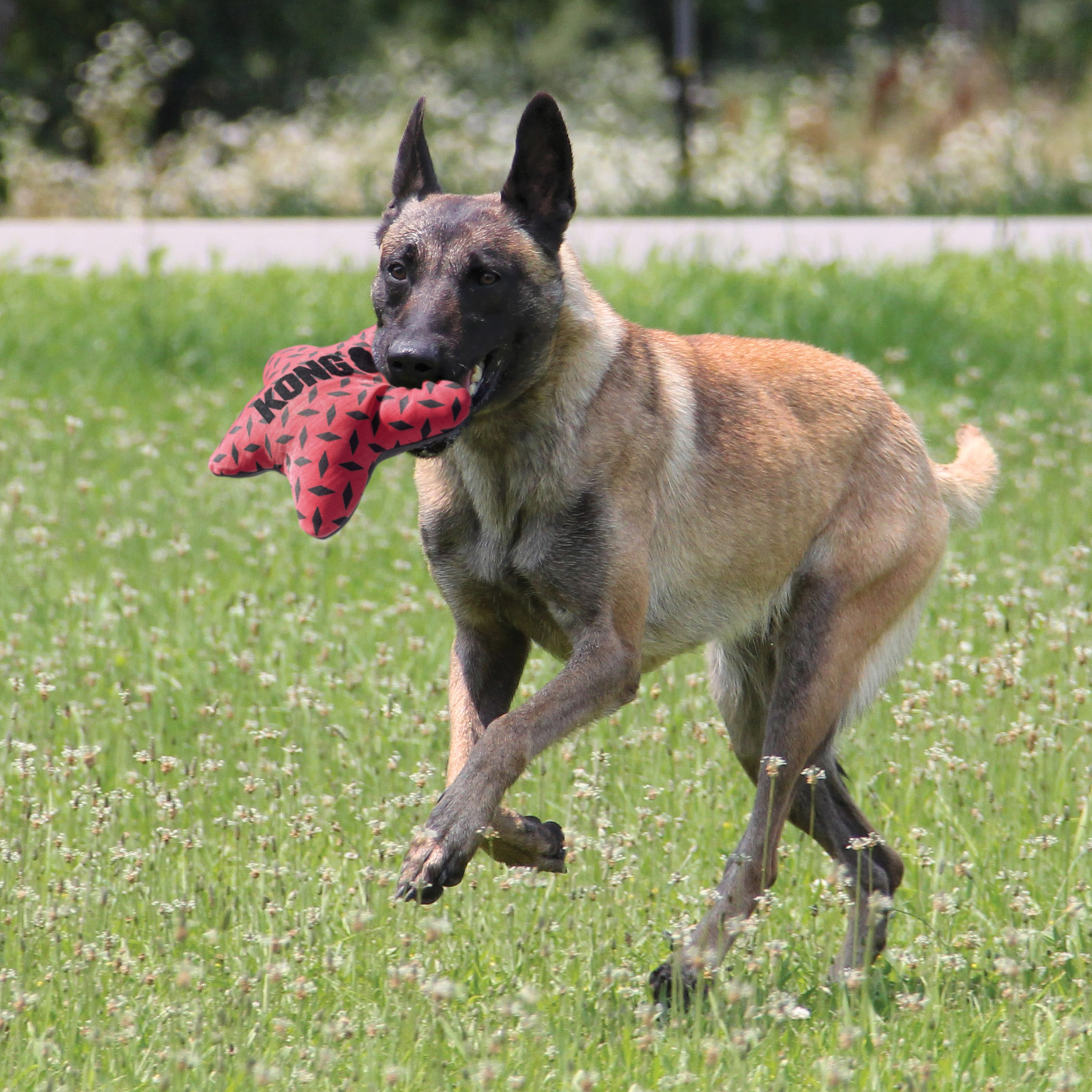 Kong Maxx Star Medium Large