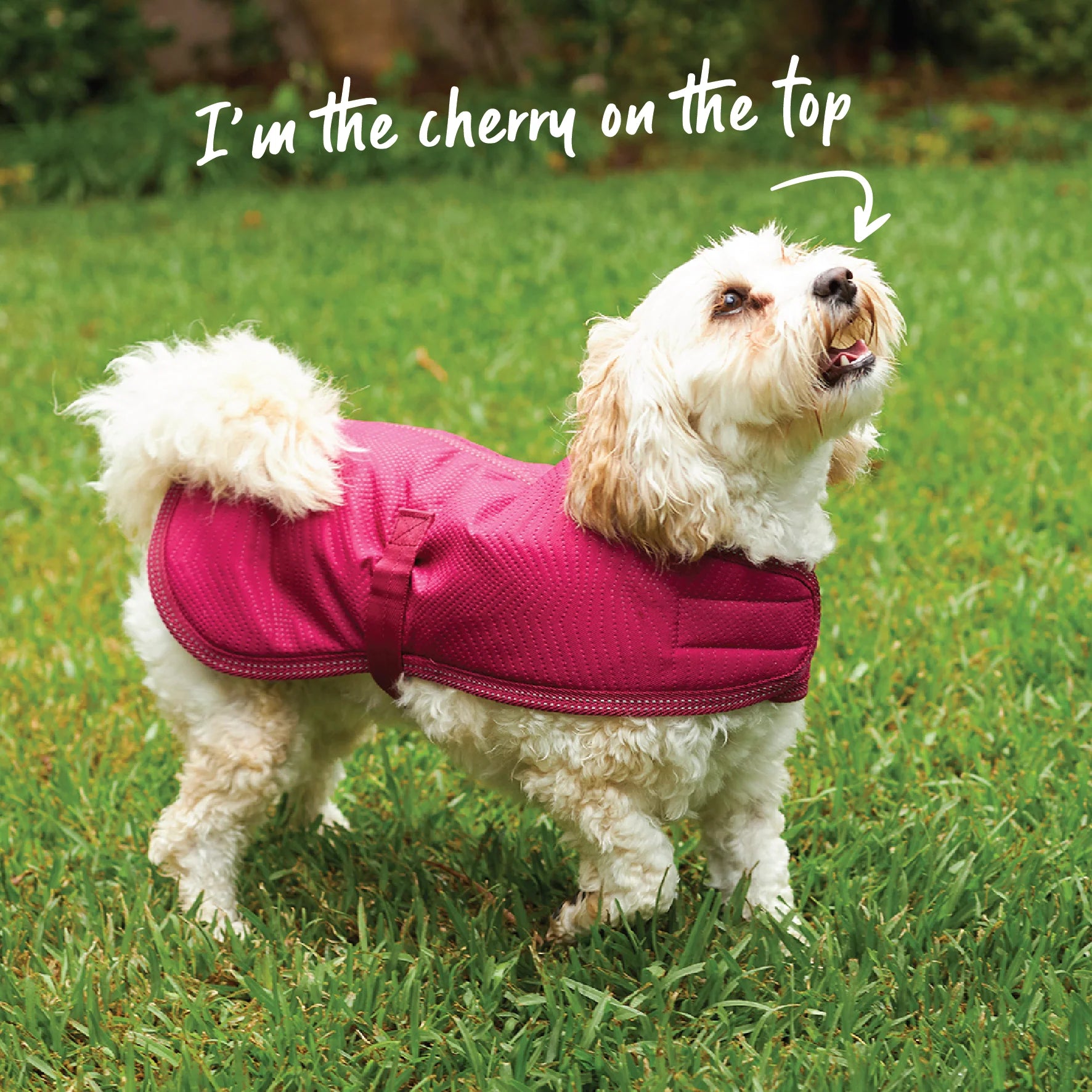 Kazoo Adventure Cherry 33.5cm