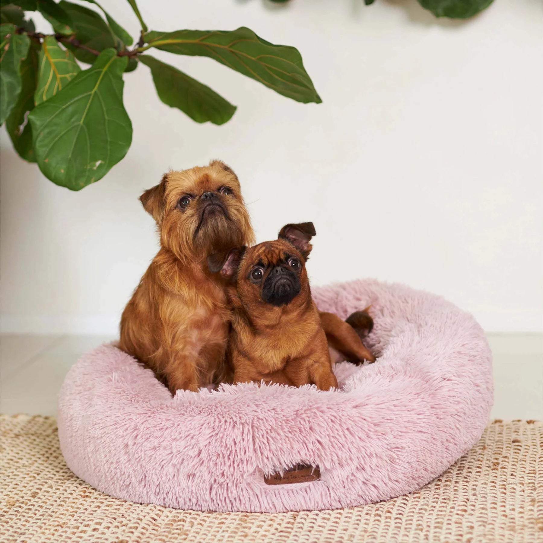 Kazoo Bed Peacock Rose X-large