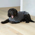 Kazoo Kick Back Jacket Grey 46.5cm