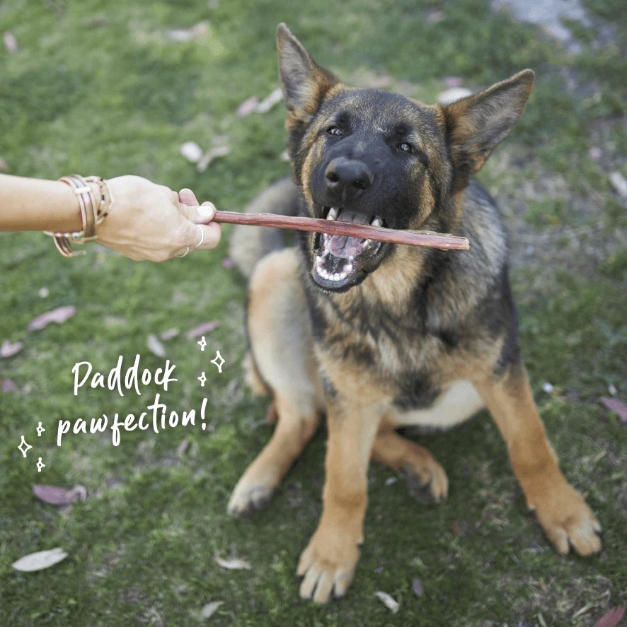 Kazoo Prime Cuts Beef Bully Sticks 30cm