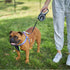 Kazoo Retractable Lead Large